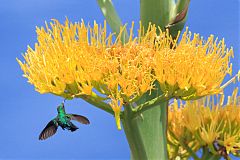 Green-throated Carib